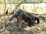 Video: Varan si za korisť zvolil opicu. Prehltol ju na prvý pokus