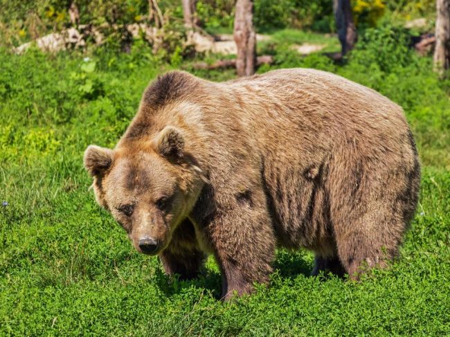 Ak medveď o človeku vie, spravidla sa mu vyhne