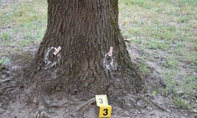 V Dunajskej Strede niekto úmyselne ničí stromy