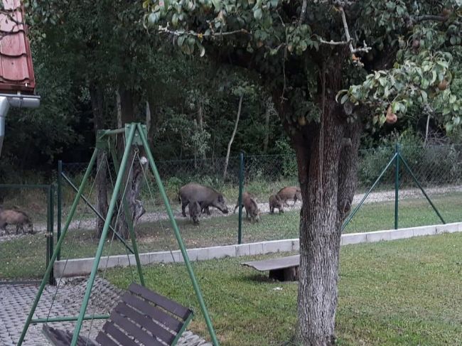 Zvolenčanov trápia diviaky, k rodinným domom sa približujú aj celé rodiny