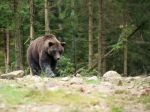 Medvedica napadla turistu na strednom Slovensku