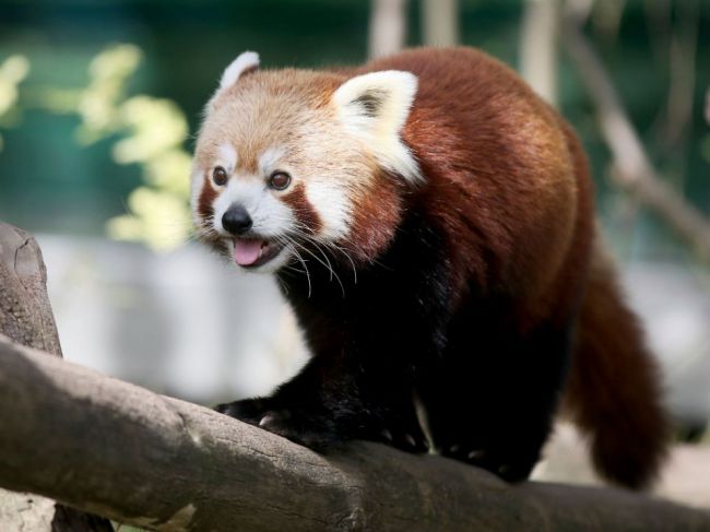 Z plzenskej zoo utiekla vzácna panda červená