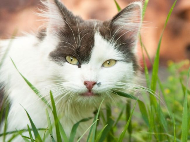 Záhada vyriešená: Prečo mačky jedia trávu?