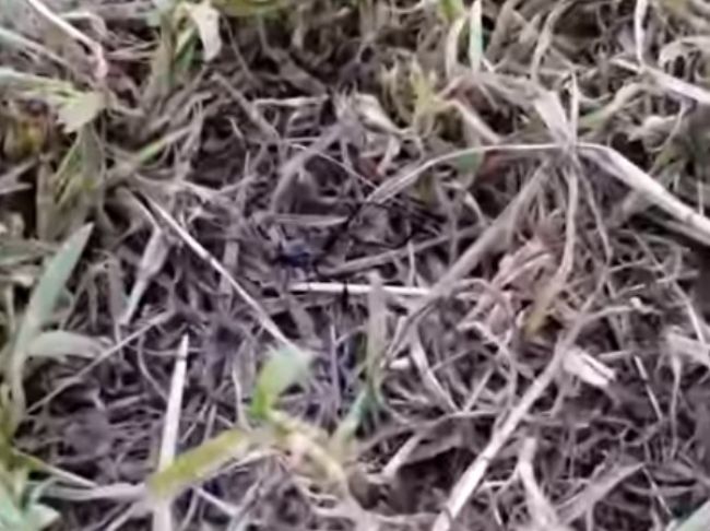 Video: Muž objavil v tráve desivý neznámy druh hmyzu