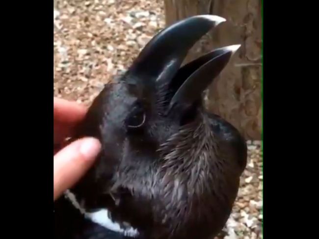 Video: Zajac či havran? Toto video rozdelilo internet