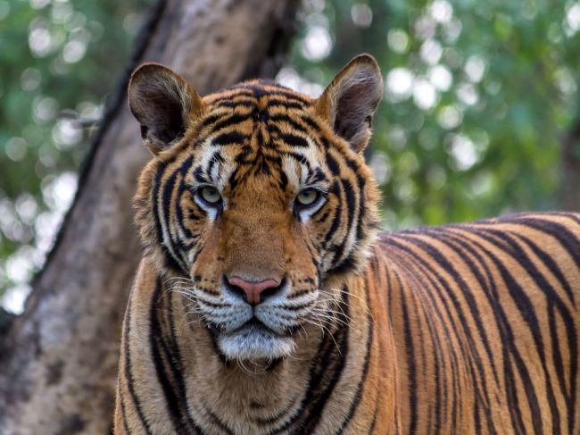 Divo žijúci tiger zabil za uplynulé štyri dni už druhého človeka