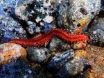 Foto: Na chorvátskom pobreží sa objavili nebezpečné červy