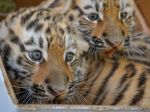 Dve tigríčatá odobraté z bytu Slovenky uhynuli v zoo vo Viedni