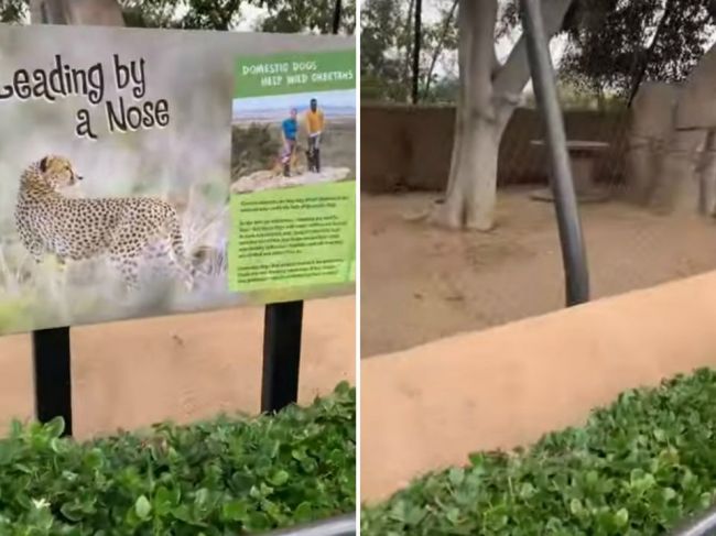Video: Turisti sa v ZOO chceli pozrieť na gepardy. Toto našli v ich výbehu