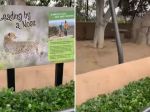 Video: Turisti sa v ZOO chceli pozrieť na gepardy. Toto našli v ich výbehu