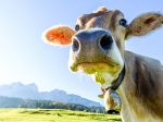 Turistka, ktorú v roku 2014 usmrtili kravy, nesie časť viny