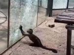 Video: Opici sa vo výbehu podarilo rozbiť sklo