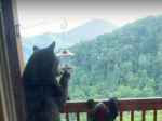 Video: Rodina chcela ísť na balkón. Takúto návštevu na ňom nečakala