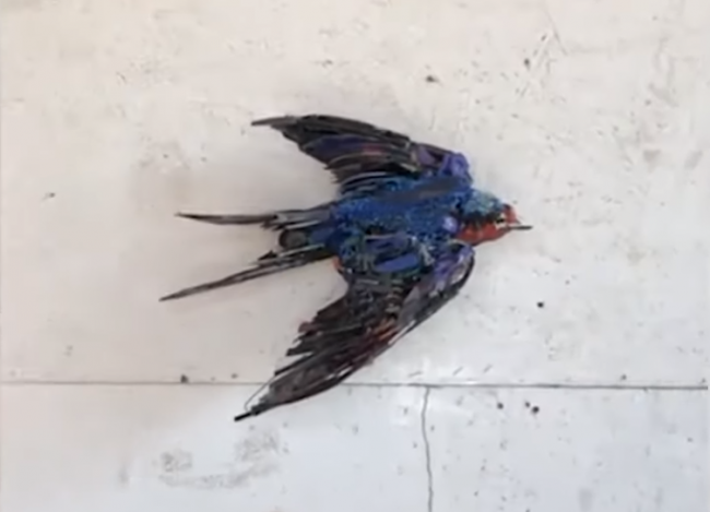 Video: Mnohí by si mysleli, že toto je vták. Bližší pohľad vás zaskočí
