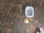 Video: Muž ukázal, čo sa stane, keď psovi položí na zem misku s vodou
