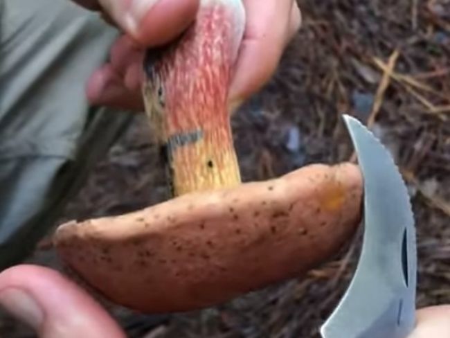 Video: Hubár sa podelil o zázračný úlovok. Táto huba dokáže meniť farbu