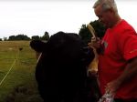 Video: Muž si na kŕmenie tonového býka obliekol červené tričko. Ako sa zviera zachová?