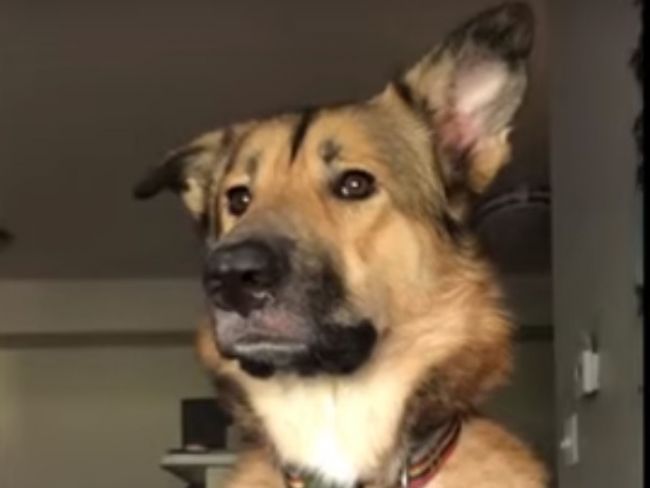 Video: Psovi zakázali hlasné štekanie v domácnosti. Takto im prešiel cez rozum