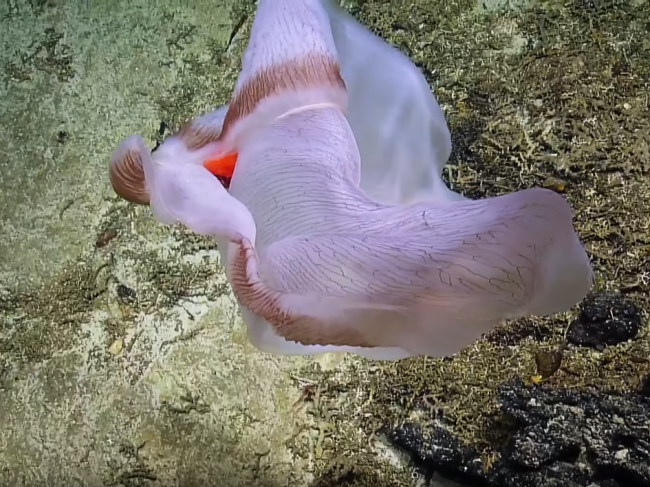 Video: Vedci našli vzácny druh podmorského stvorenia s prekvapením vo vnútri