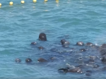 Video: Lovci chceli zabiť delfíny, zvieratá pred chytením urobili niečo zvláštne