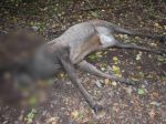 Neznámy páchateľ odcudzil hlavu uhynutého jeleňa s parožím
