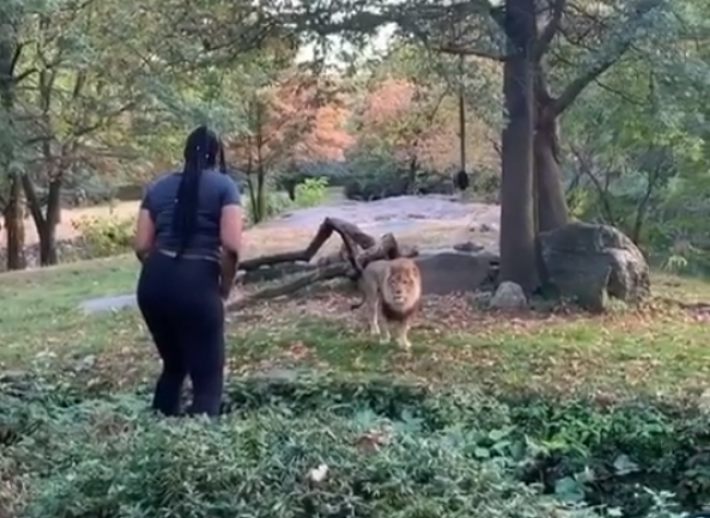 Video: Žena vstúpila levovi do výbehu. Sledujte, čo sa stalo potom