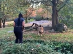 Video: Žena vstúpila levovi do výbehu. Sledujte, čo sa stalo potom
