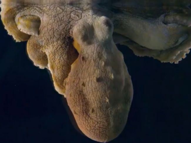 Video: Chobotnica počas spánku predviedla neuveriteľnú šou