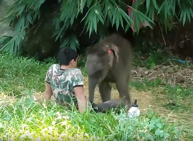 Video: Sloniu sirotu neprijalo stádo slonov. Takto zareagovala, keď uvidela ošetrovateľa