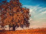 Slovensko čaká ochladenie, najchladnejšia by mala byť pondelková noc