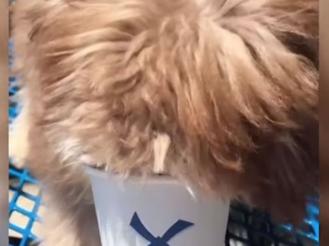 Video: Pri pohľade na tohto psa nik neverí, že nejde o montáž