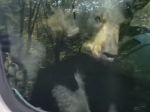 Video: Medvieďatá sa vymkli v aute, pomoc si privolali trúbením na klaksón