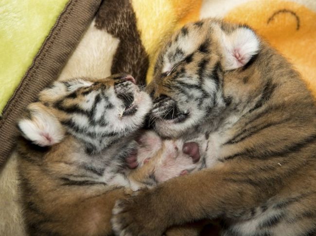 Slovenka, ktorá chcela zachrániť tigríčatá, musí zaplatiť 600 eur