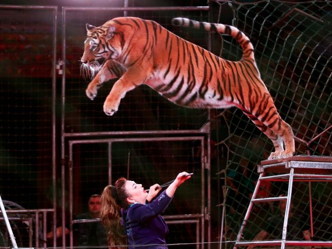 Sloboda zvierat víta zákaz cirkusov s divožijúcimi zvieratami