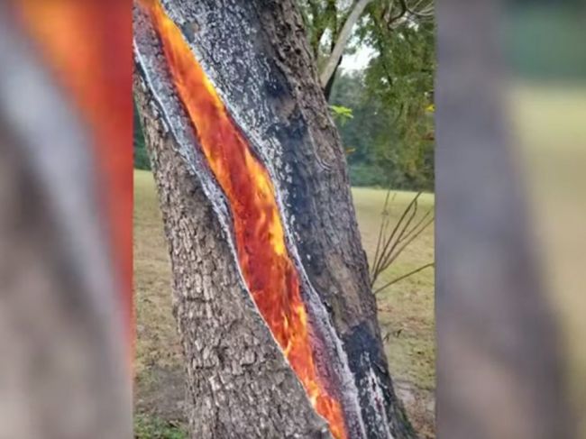 Video: Takto vyzerá strom, do ktorého udrel blesk