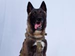 Trump zverejnil fotografiu armádneho psa zraneného pri operácii proti Baghdádímu