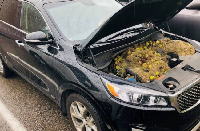 Žene počas jazdy zvláštne páchlo auto. Keď otvorila kapotu, skoro omdlela