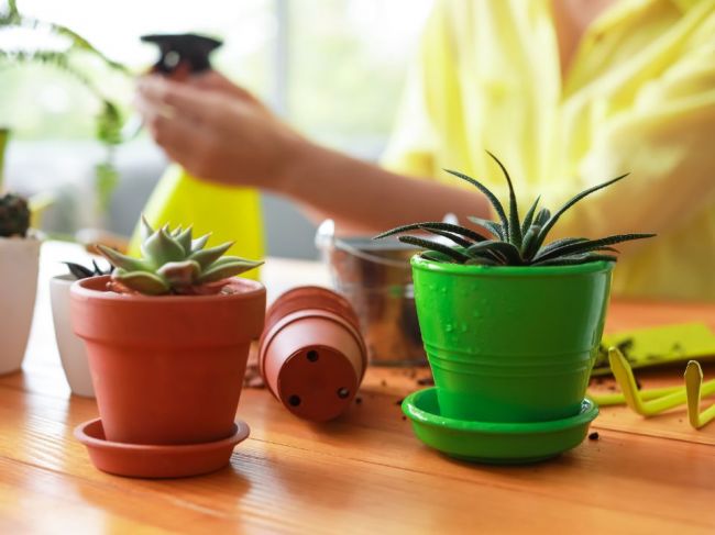 FOTO: 9 izbových rastlín pre úplných začiatočníkov + ako sa o ne starať