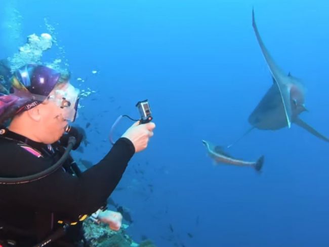 Video: Žralok sa priblížil k potápačke, tá mu uštedrila frčku do nosa