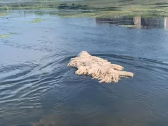 Video: Na hladine plávalo niečo zvláštne. Potom “koberec” zmenil smer