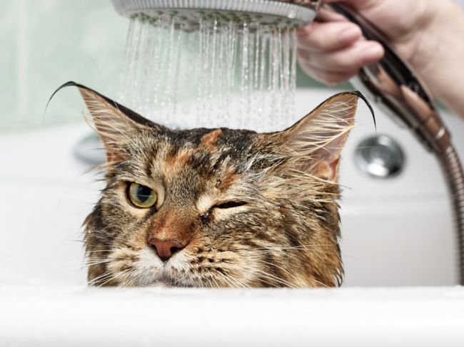 10 chýb, ktorých sa pri starostlivosti o mačku dopúšťajú takmer všetci majitelia