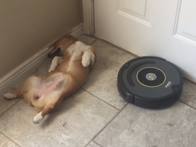 Video: Toto sa stane, keď chce vysávač povysávať pod psom