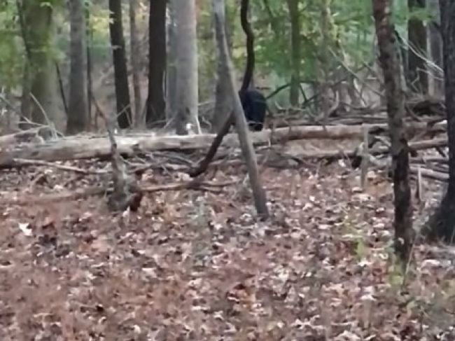 Video: Poľovník v lese zastrelil jeleňa, hneď mu ho však ukradli