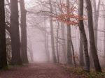 SHMÚ: Meteorológovia upozorňujú na hmlu