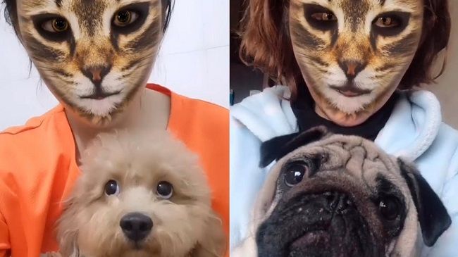 Video: Toto sa stane, keď psovi ukážete mačací filter