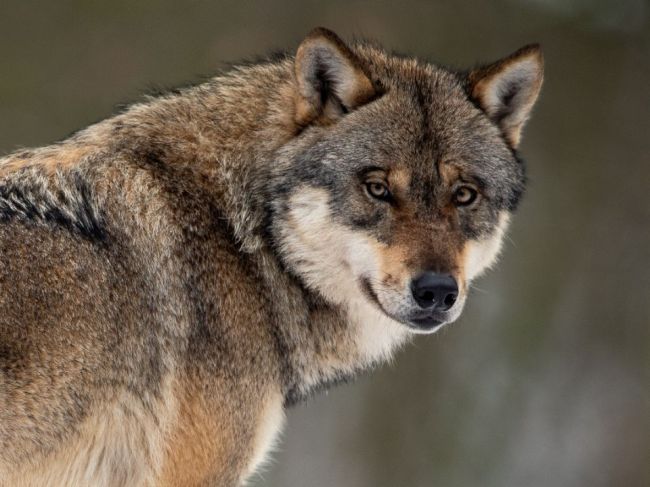 V podhorí TANAP-u ulovili už 11 vlkov, podľa ochranárov je to príliš veľa