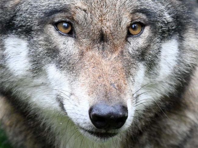 Agrorezort zastavuje lov vlka dravého na Slovensku