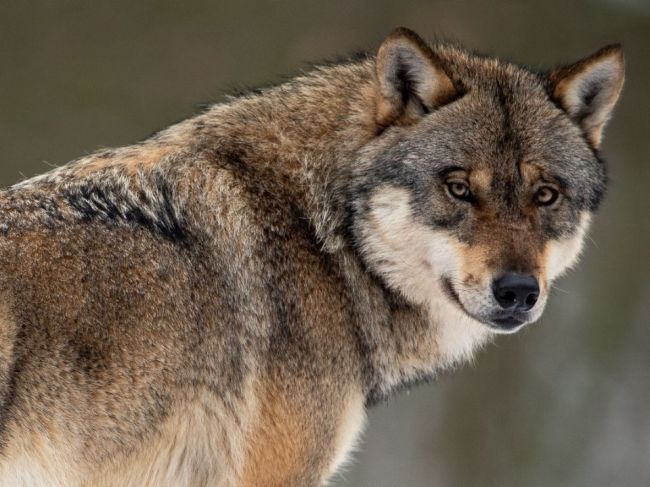 SaS: Žiadame zaradenie vlka medzi celoročne chránené živočíchy