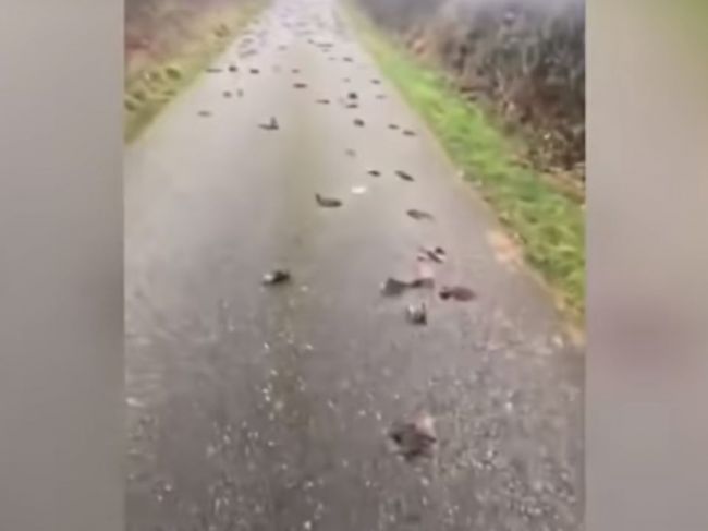 Video: Na ceste sa našli stovky mŕtvych vtákov. Fenomén si nikto nevie vysvetliť