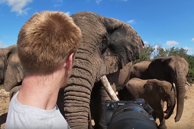 Video: Fotograf zažil niečo neuveriteľné. Takto naňho zareagovalo stádo slonov